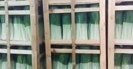 Premium quality Leek from Albania ready to export. Various