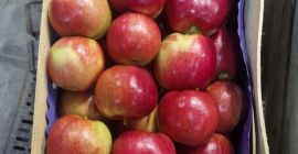 We offer export-quality Idared, Jonaprince, Golden, Gala, Red Chif,