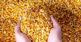 We sell corn and wheat from Ukraine. Corn -