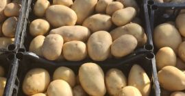 Кромпир из Албаније спреман за извоз. Могуће су различите