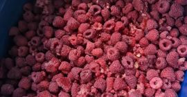 SELL CRUMBLE IQF RASPBERRIES PRODUCTION 2023 IN 20KG BOXES