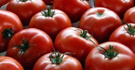 Großhändler für Tomaten aus Marokko. Die Mindestbestellmenge beträgt 21