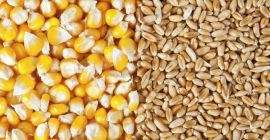 Upon your request we can offer cereals (corn, wheat,