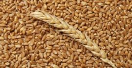 Здравствуйте, украинская компания предлагает различные виды зерна, такие как