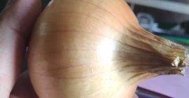 Yellow onion, 50-70 mm, origin- Egypt. FCA price, port