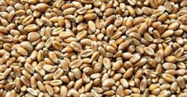Wheat loose or in BigBags. Delivery at a good