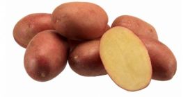 Ich werde rote und gelbe Kartoffeln in großen Mengen