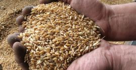 Sono un agricoltore ucraino. Ho la mia azienda agricola.