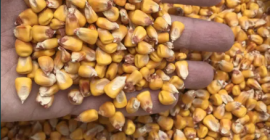 Corn 2022 from Ukraine is ready for sale with