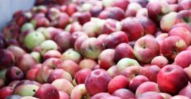 Mat AGRI FRUITS liefert große Mengen Äpfel für Mousses,