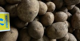 I will sell potatoes gala 40+ 514677730