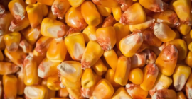 2022-es betakarításból van eladó kukorica. Szállítás az Ön régiójába