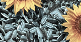 We have sunflower seeds for sale from the 2022