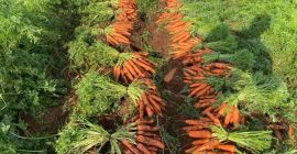 Unwashed carrot, origin- Greece. The price is €0.50/kg. EXW