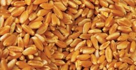 I sell about 60 tons of wheat. For cooperation