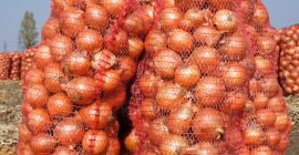 I will always buy onions in Ukraine. A huge