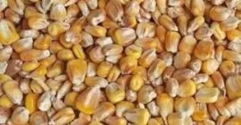 Selling corn harvest 2022 (big bag or bulk). FCA.
