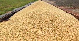 We offer good quality Soybeans for sale. Whatsapp: +4915214851260