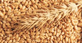 Nuovo chicco di grano di qualità del raccolto in