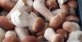 Добар дан. Ми смо компанија из Словачке која се