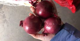 Red onion 50/70 in 10 kg bags on pallets