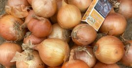 White onion, caliber 55 mm. +, perfect, dry, hard,