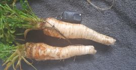 Ich werde Petersilie verkaufen, die auf dem Feld überwintert