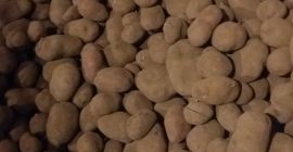 Patata commestibile, biologica. Concimato solo con letame. Bella Rosa.