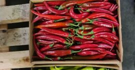 Chili-Pfeffer-Vielfalt der Farben grün rot gelb