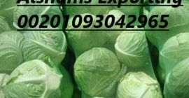 Hereunder our offer for Iceberg Lettuce with the following