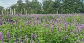 550 kg getrocknete Agastache Foeniculum Ökologisch