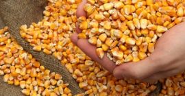 Спецификация: Стандартна жълта и бяла царевична добавка: 1,5% макс.