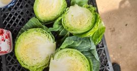 We offer young cabbage. Packed in a plastic box