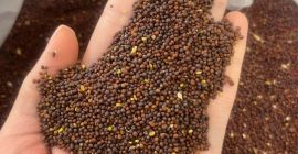 Black mustard is used for food and confectionery purposes