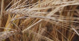 We will sell good quality barley! For more info