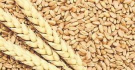 Испорука сточне пшенице до минималне наруџбе 23т 690318299 Давид