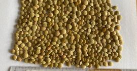 High quality green lentils packed in 25 kg /