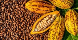 Нудимо природна сушена зрна какаоа из прашуме западне Африке,