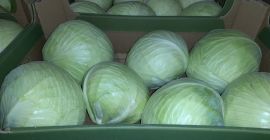 I will sell white cabbage from cold storage caliber