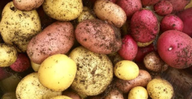 We offer natural grown potatoes from rain forest of