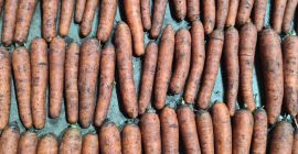 I&#39;m selling dirty carrots. 20kg bag. Fresh, nice product.
