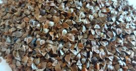 Buckwheat seeds with an organic certificate in the amount