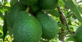 Aguacate hass Cajas de cartón de la mejor calidad,