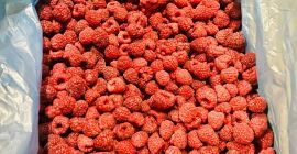 We offer frozen raspberry fruits of the highest grade,