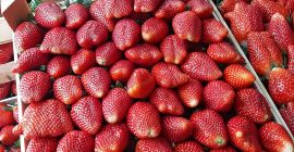 the export of extra quality strawberries from Serbia starts