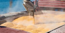 I offer corn harvest 2022 origin Ukraine, CIF 290-300