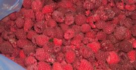 Продавам малини сорт Виламет екстра качество от собствено насаждение.