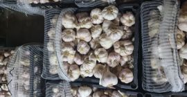 We invite you for garlic Country of origin Egypt