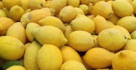 Zitrone der Sorte Verna, ausgezeichnete Qualität.