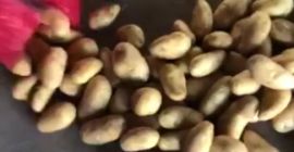 Oue company Minoas imports Potatoes and onions from Egypt.